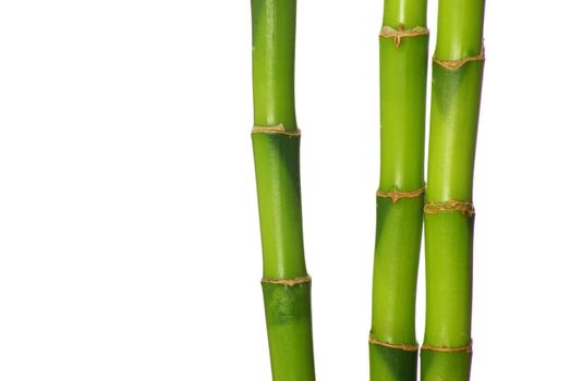 green bamboo isolated on a white background