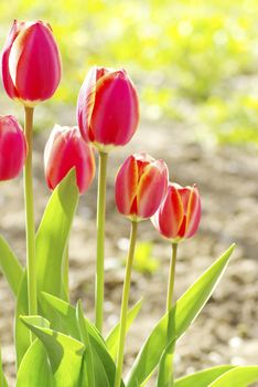  Beautiful red tulips in the garden