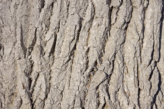 Fragment the bark of the old large tree covered with lime