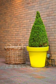 Nice topiary tree in a yellow pot