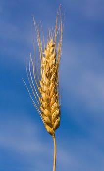 close-up ear of wheat against blue sky