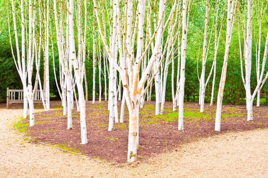 A beautiful silver birch woodland scene