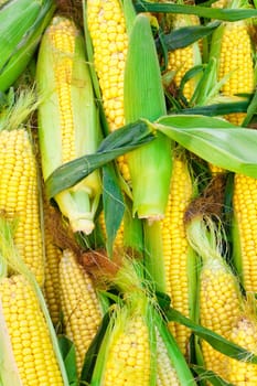 Freshly harvested sweetcorn as a background image