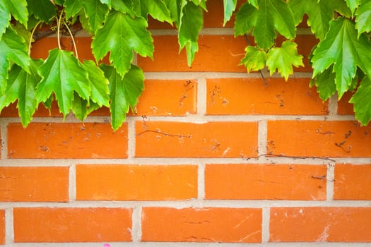 A vibrant brick wall background with green ivy leaves