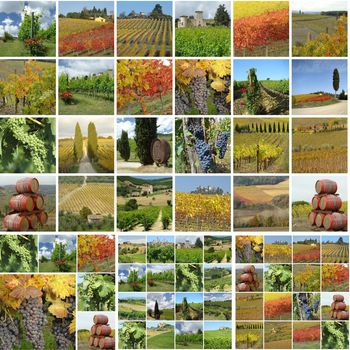 collage with italian vineyards in spring, summer and autumn
