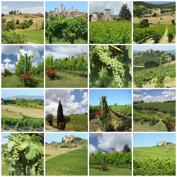 green vineyards in tuscan countryside in spring and summer time , Italy,Europe 







green vineyards in tuscan countryside, Italy,Europe