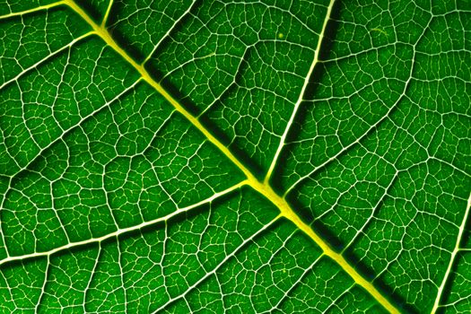 A macro of a leaf texture to back lighting
