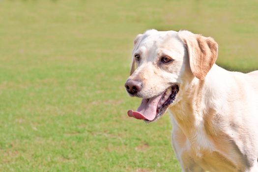 Young female golden labrador