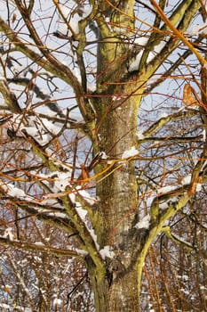 effect of melting snow on branches in winter