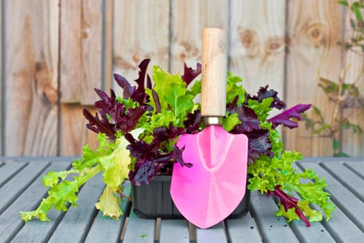 Lettuce and a pink trowel