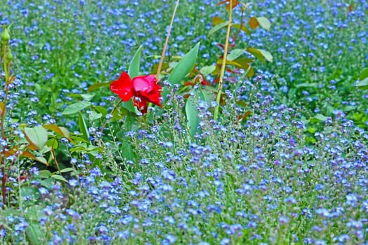Red rose flower in a lot of little blue floweret in a garden