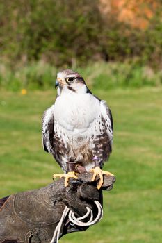 falcon on a glove