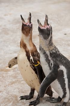 baby penguin