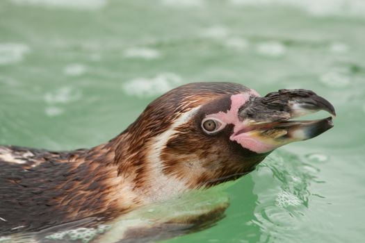 baby penguin