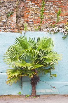 Palm tree against a blue wall