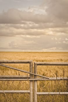 Metal gate in front of a field of barley in Suffolk, UK