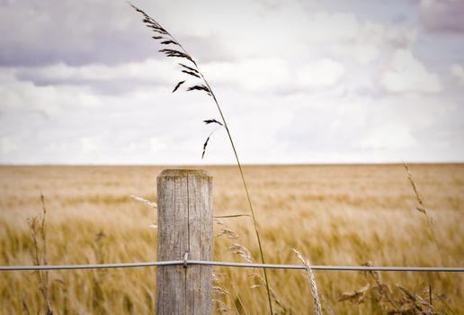 Fence post in front of a barley field