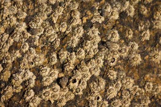 Barnacles on a tidal rock. Good texture or natural background.