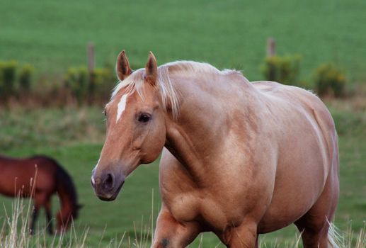 A beautiful palomino horse strolling in the pasture.