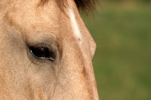 An upclose shot of buckskin's face.