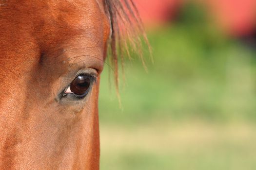 A closeup of a horse's eye.