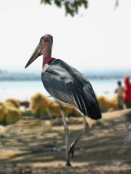 Marabou Stork walking along the shores of Hawassa lake looking fo leftover fish from the fishermen.