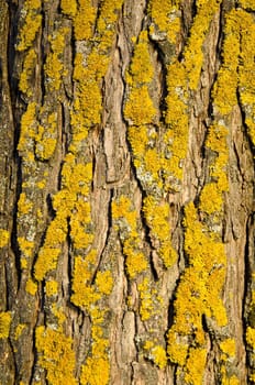 Mossy tree trunk bark closeup background details.