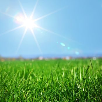 green grass under blue sky