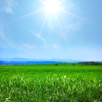 green grass under blue sky