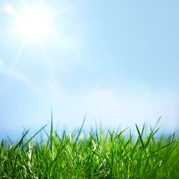 green grass under blue sky