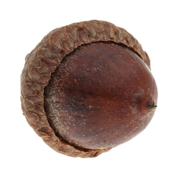 Macro shot of a single oak nut isolated against a white background.