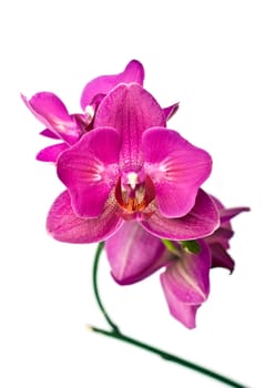 purple orchid phalaenopsis over white background