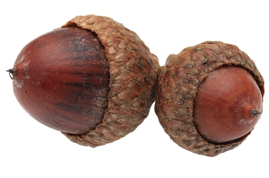 Macro image of twin acorns isolated against a white background