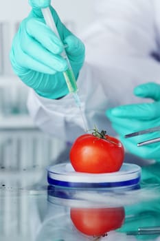  tomato DNA change microbiology experiment 