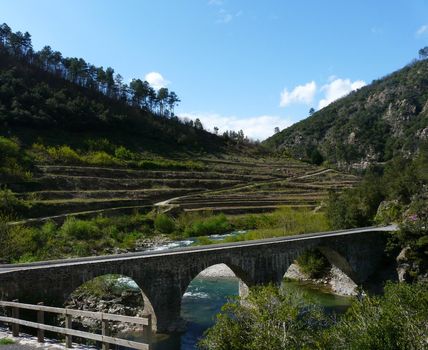 Cevennes