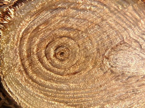 tree rings