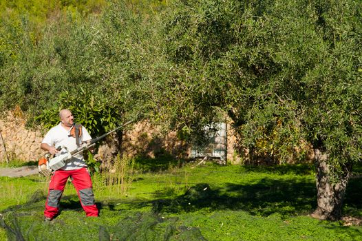 Agricultural worker at olive harvest, using a shaker tool