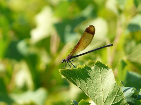 Calopteryx