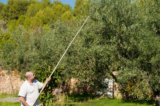 Traditional olive harvest, using poles and nets