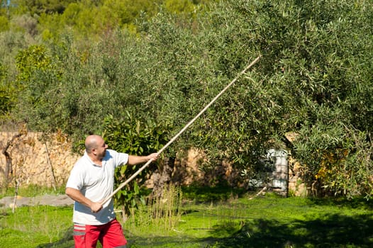 Traditional olive harvest, using poles and nets