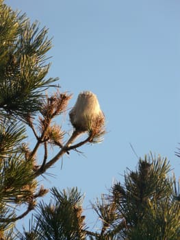 nest for caterpillars