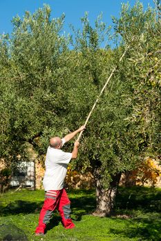 Traditional olive harvest, using poles and nets