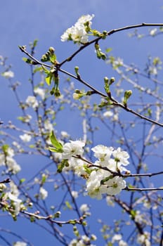 Details of white blooming apple tree branches. Natural spring beauty backdrop.