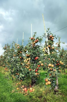Apple orchard with trees full of apples and threatening sky