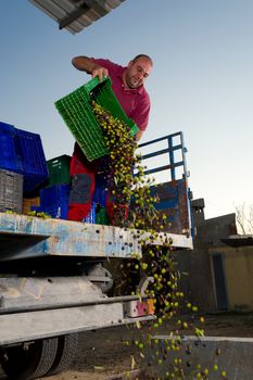 Agrcultural worker unloading olives ready to be ground into oil