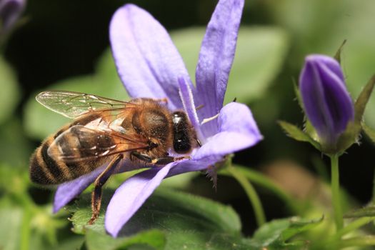 Bee sucking honey from purple flower