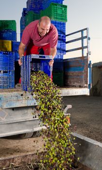 Agrcultural worker unloading olives ready to be ground into oil