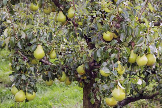 pears ripening in abundance on tree