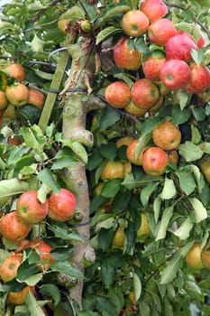 closeup of tree full of red and yellow apples