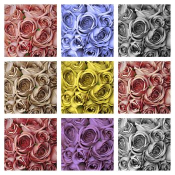 collage with colorful roses backgrounds